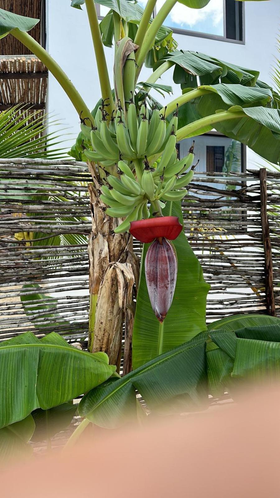 Maracuja Villa Zanzibar Bwejuu Esterno foto